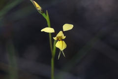 Diuris heberlei