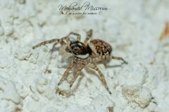 Menemerus semilimbatus