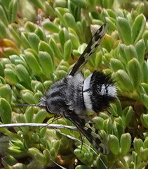 Australoechus megaspilus