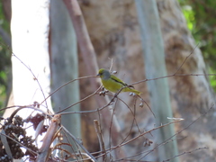 Serinus canicollis