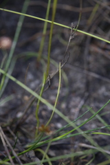 Diuris heberlei