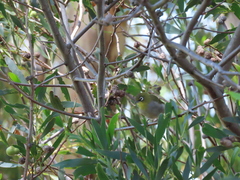 Zosterops virens capensis