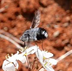 Australoechus megaspilus