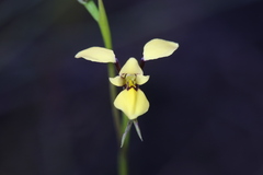 Diuris heberlei