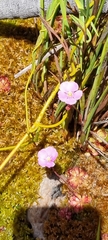 Drosera capensis