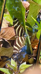 Heliconius charithonia