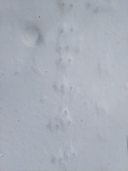 Peromyscus maniculatus