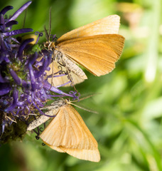 Crocota pseudotinctaria