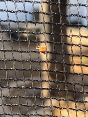 Latrodectus geometricus