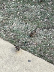 Passer domesticus