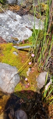Drosera capensis