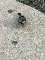 Passer domesticus