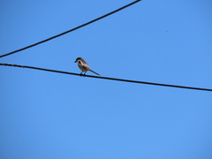 Lanius collaris collaris