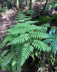 Macrothelypteris torresiana