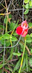 Disa uniflora