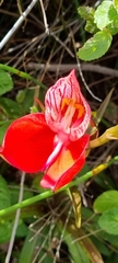 Disa uniflora
