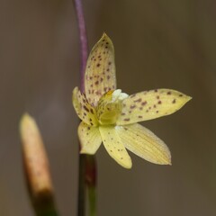 Thelymitra tigrina