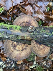 Daedaleopsis confragosa