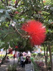 Calliandra haematocephala