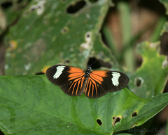 Heliconius erato emma