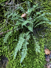 Asplenium fontanum
