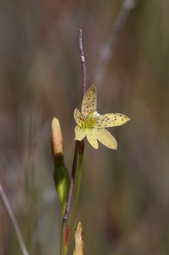 Image of Thelymitra tigrina by (c) Hugo Innes, some rights reserved (CC BY)