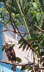 Buteo nitidus