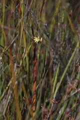 Thelymitra tigrina