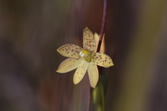 Thelymitra tigrina