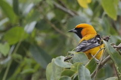 Icterus auratus