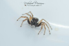 Menemerus semilimbatus