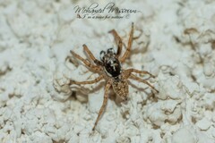 Menemerus semilimbatus