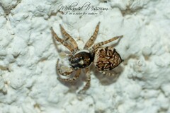 Menemerus semilimbatus