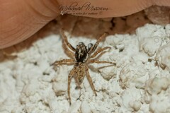 Menemerus semilimbatus