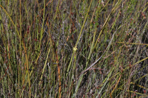 Image of Thelymitra tigrina by (c) Hugo Innes, some rights reserved (CC BY)