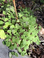 Thalictrum dasycarpum