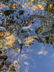 Nerodia clarkii compressicauda