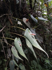 Pleurothallis linguifera
