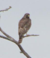 Buteo lineatus