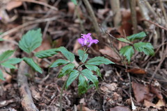 Cardamine glanduligera