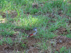 Coccopygia melanotis