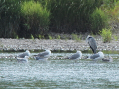 Larus fuscus barabensis