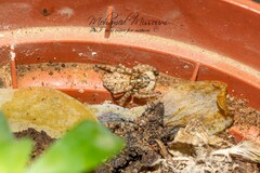 Menemerus semilimbatus