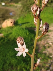 Asphodelus ramosus distalis