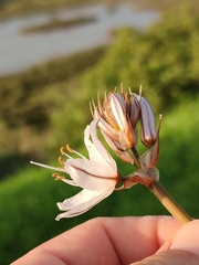 Asphodelus ramosus distalis