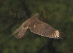 Buteo lineatus