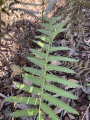 Pelazoneuron kunthii