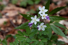 Isopyrum thalictroides