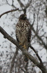 Buteo lineatus