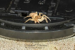 Menemerus semilimbatus